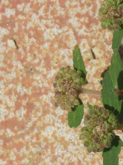 Euphorbia ophthalmica