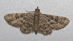 Gymnoscelis lophopus