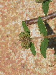 Euphorbia ophthalmica