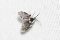 Lepiseodina conspicua
