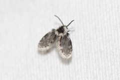 Lepiseodina conspicua
