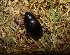 Hydrophilus ovatus
