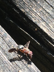 Delphinia picta