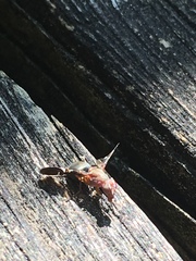 Delphinia picta