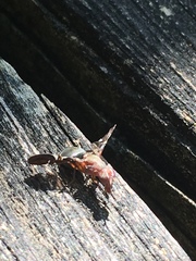 Delphinia picta
