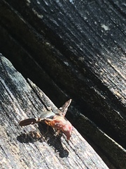 Delphinia picta