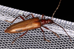 Centrodera decolorata
