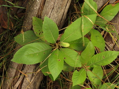 Critoniopsis bogotana