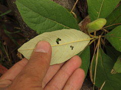 Critoniopsis bogotana