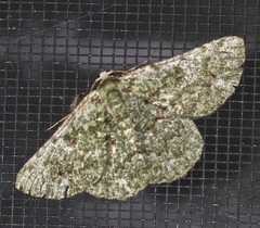 Aeolochroma viridicata