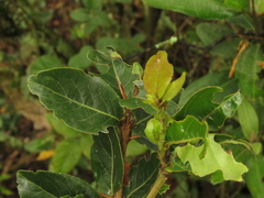 Xylosma spiculifera