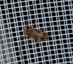 Exocentrus adspersus