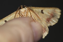 Aeolochroma viridicata