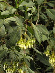 Palicourea lineariflora