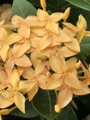 Ixora