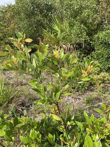 Image of Tamala humilis by no rights reserved