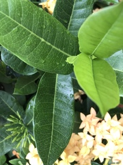 Ixora