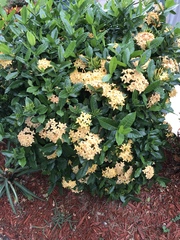 Ixora