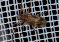 Exocentrus adspersus