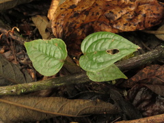 Smilax tomentosa