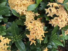 Ixora