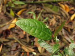 Prunus buxifolia