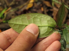 Prunus buxifolia