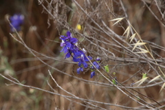Delphinium hesperium