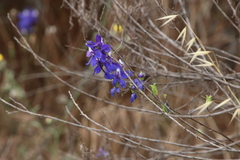 Delphinium hesperium