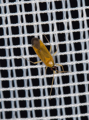 Phylus melanocephalus