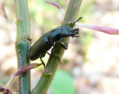 Platycerus quercus
