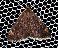 Pyrausta niveicilialis