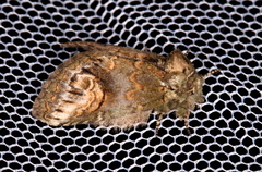Heterocampa obliqua