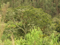 Prunus buxifolia