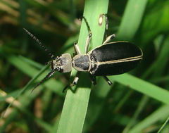 Epicauta cinerea-group