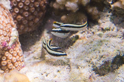 Blue-headed Wrasse — seen at this dive site