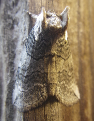 Euthyatira semicircularis