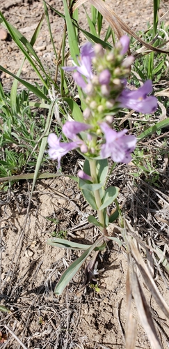 Image of Penstemon cyathophorus by no rights reserved