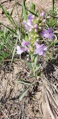 Penstemon cyathophorus