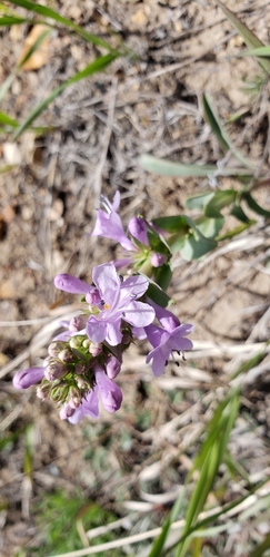 Image of Penstemon cyathophorus by no rights reserved