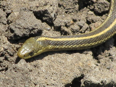Thamnophis atratus