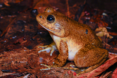 Grandidier's Madagascar Frog photo 3