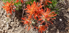 Castilleja chromosa