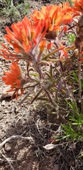 Castilleja chromosa