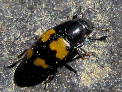 Glischrochilus fasciatus