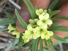 Lithospermum ruderale