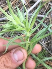 Lithospermum ruderale