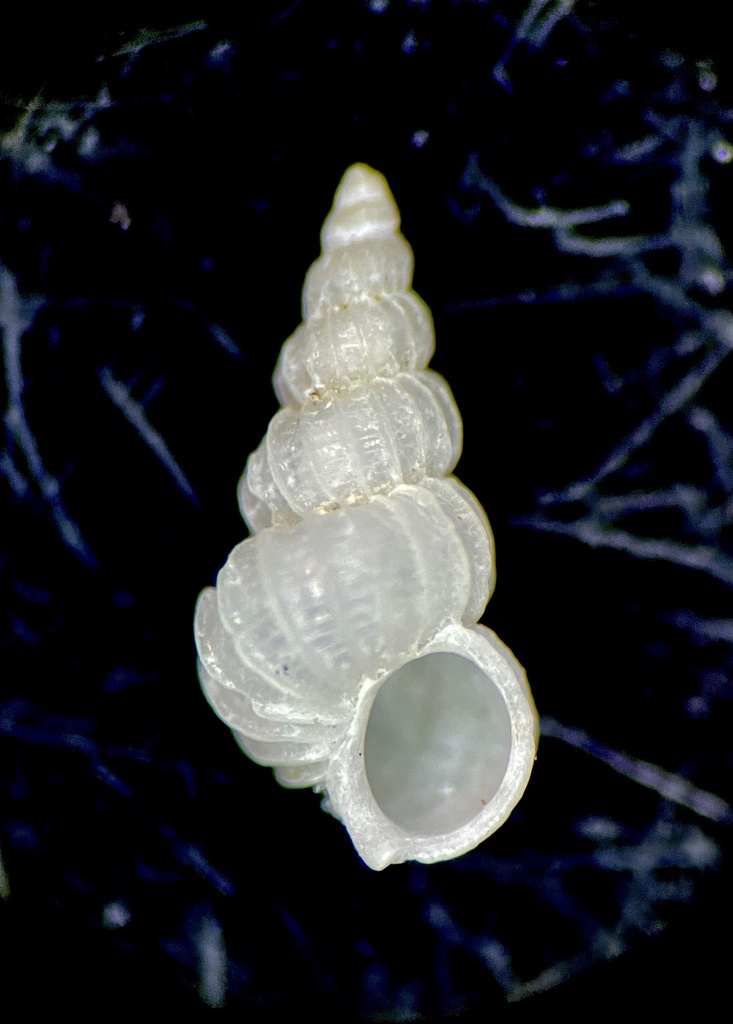Candé's Wentletrap
