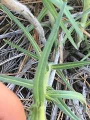Lithospermum ruderale