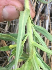 Lithospermum ruderale